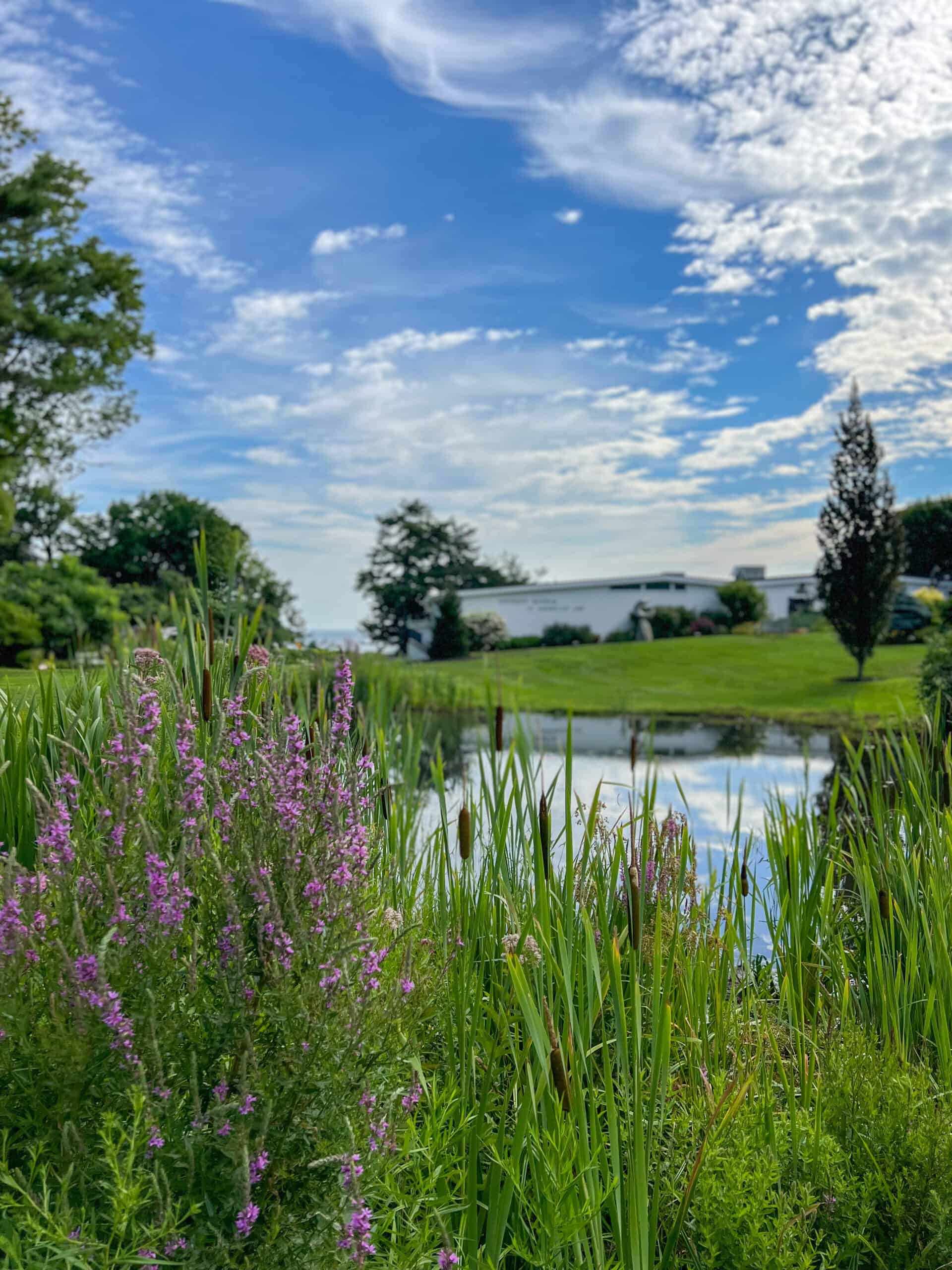 a pond and purple wild flowers and blue sky